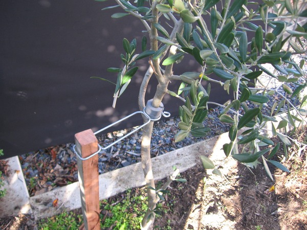 Ascot Tree Clip with Olive tree